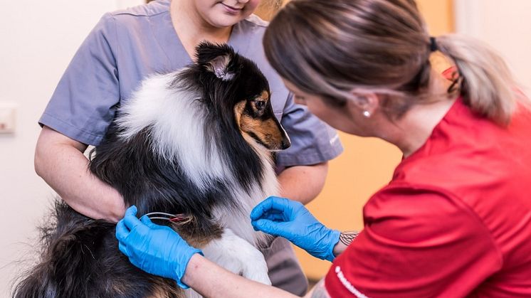 Distriktsveterinärerna i Skellefteå öppnar åter sin beredskap för akut sjuka smådjur