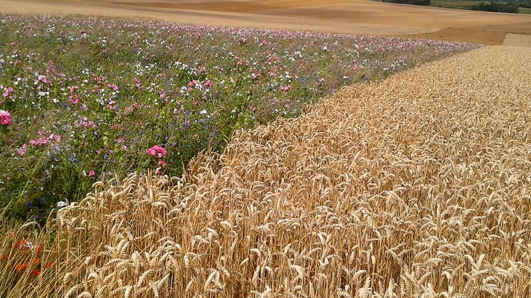 Zum Weltbienentag: Mondelez International engagiert sich für Bienenschutz  