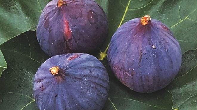Smakrik och färgglad skördefest i Stadsparken
