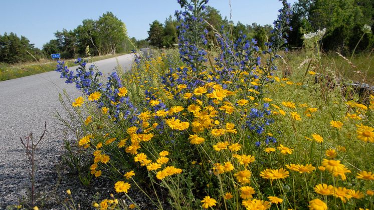 En blommande vägkant vid Hau på Gotland med bland annat blåeld, färgkulla och gulreseda. Foto: Mats Lindqvist (Trafikverket).