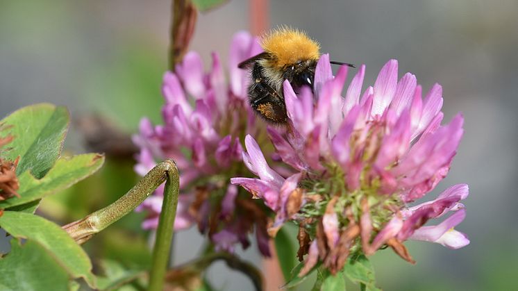 I vägkanter kan det finnas viktiga resurser för pollinatörer under hela säsongen. Här ser vi en åkerhumla besöka blommande rödklöver. Foto: Juliana Dániel-Ferreira