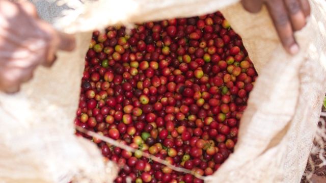 kaffebær