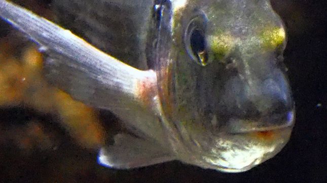 Guldsparid (Sparus aurata) 