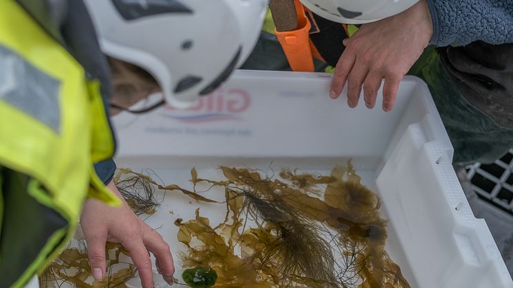 Studying algae that grow on net pens