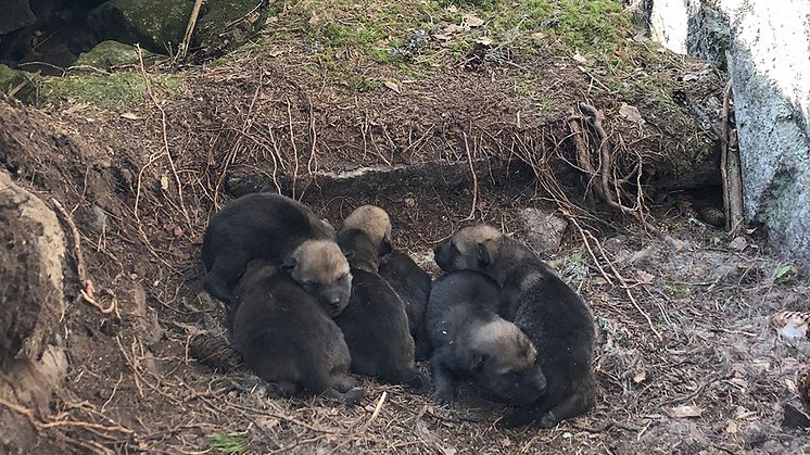 Vargvalpar i Aspafallet-reviret i maj 2018. Valparna föds runt månadsskiftet april-maj och i revir med någon sändarförsedd varg dokumenteras kullstorlek, vikt och kön på valparna vid 3–4 veckors ålder. Foto: Camilla Wikenros