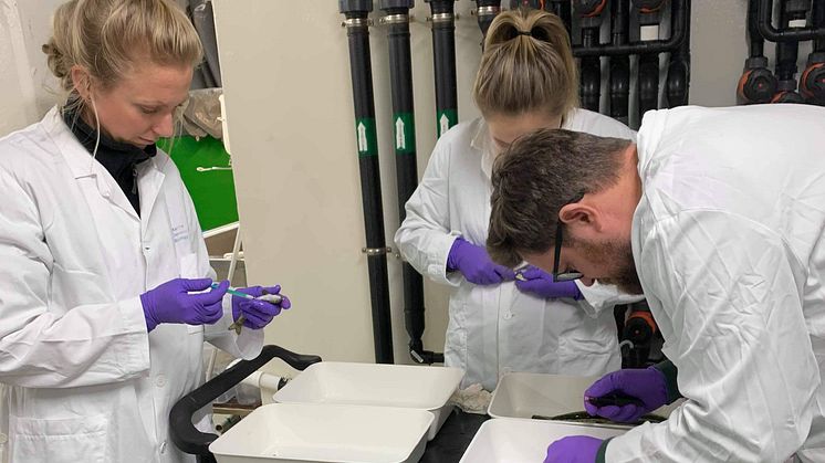 Cermaq researchers Cecilie Isachsen Lie, Helle Velle Mayer and Henrik Duesund mark fish for vaccination trials