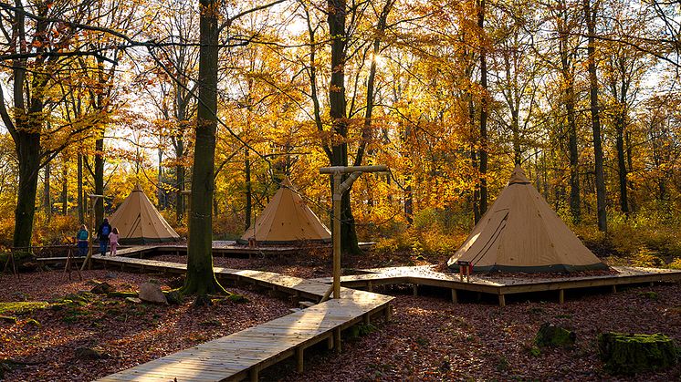 Camp Oak är slående vackert i höstskrud. Nu kan Skånes Djurparks besökare sova över mitt i den färgsprakande skogen.