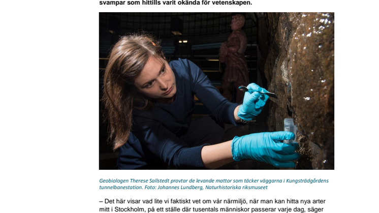 Helt nya svamparter upptäckta – i Stockholms t-bana