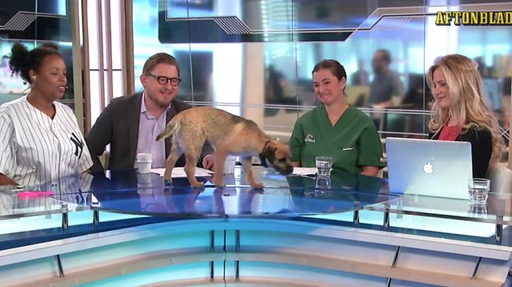Bild hämtad från Aftonbladet TV