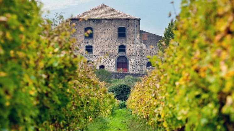 Vineyard with house Graci.jpg