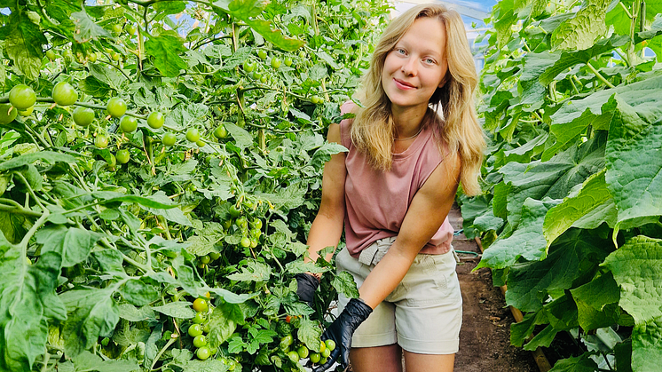 Åsa Pellas med sina ekologiska tomater på Pellasgården. Fotograf: Anki Arvidsson.