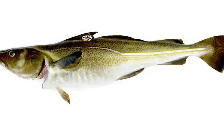 Hel skrei med kvalitetsmärkning