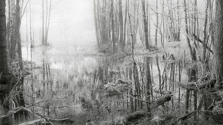 Silverskogen, 2021, Gelatin Silver Print, 88x172,5 cm