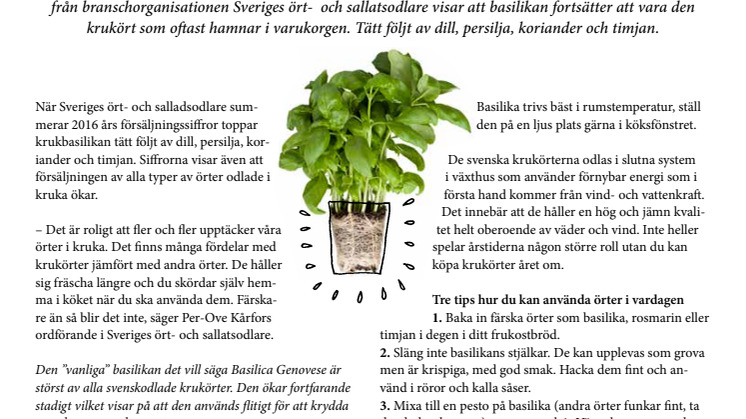 Basilika populäraste krukörten