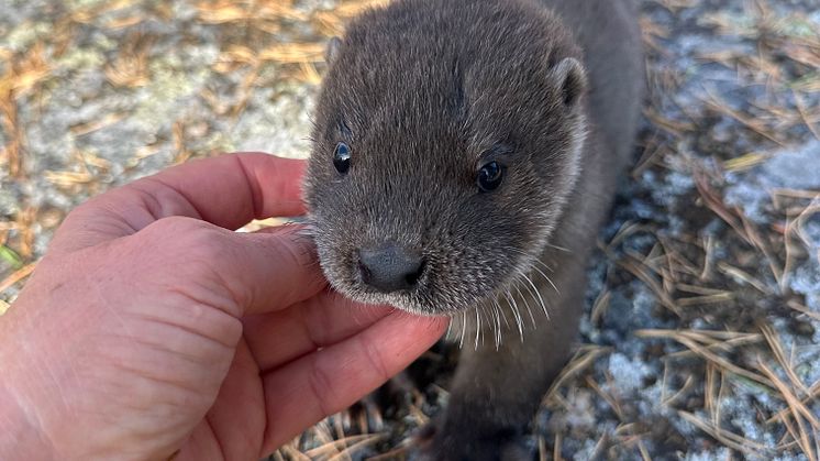 Utterunge som förlorat sin mamma