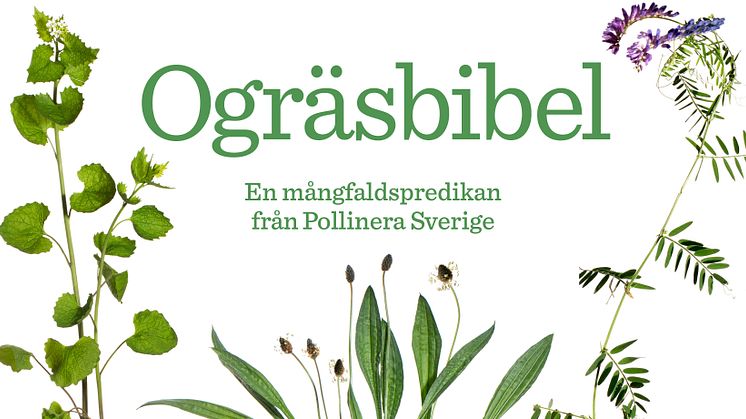 Ogräsbibel visas 22 maj– 2 juni på Rosendals trädgård i Stockholm.