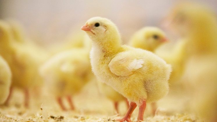 ​Minskad förekomst av campylobacter i kyckling