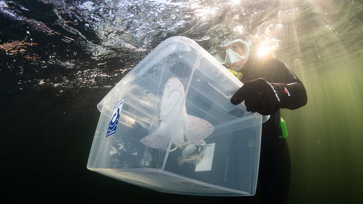 Småfläckig rödhaj släpps i havet