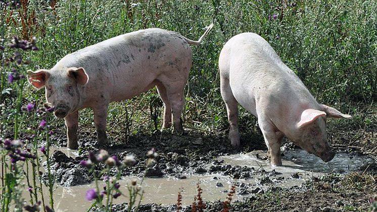 Parasiten Toxoplasma gondii vanlig hos svenska vildsvin