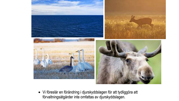 Rapport - Förvaltning eller djurförsök med vilda djur?
