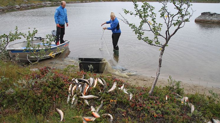 Foto: Akvaplan-niva forskere på feltarbeid på Jarfjordfjellet i Finnmark