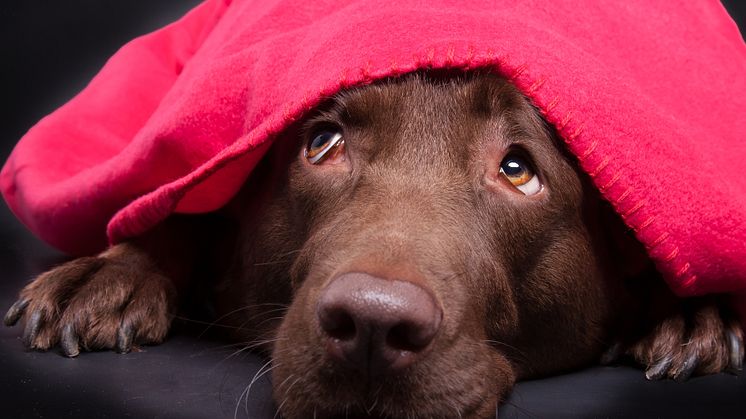 Så klarar du nyårsfirandet med hunden
