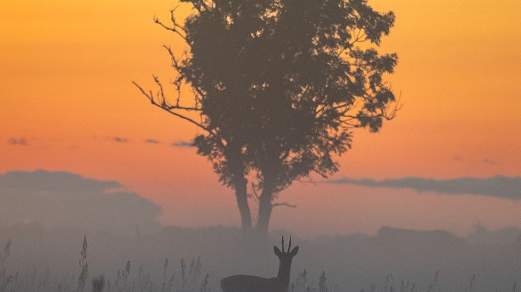Rådjursbock