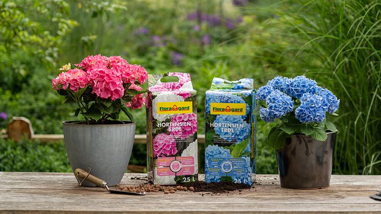 Neu bei Floragard: Hortensienerde im praktischen 25-Liter-Kompaktballen