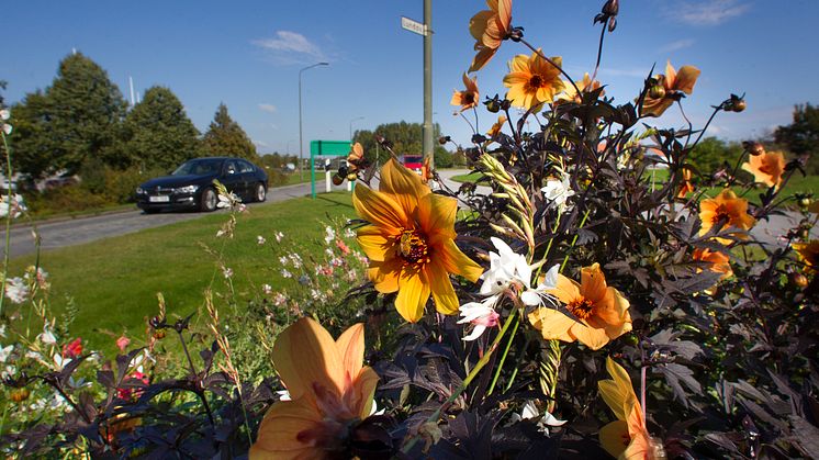 Blommor vid Lundavägen i Burlövs kommun.jpg