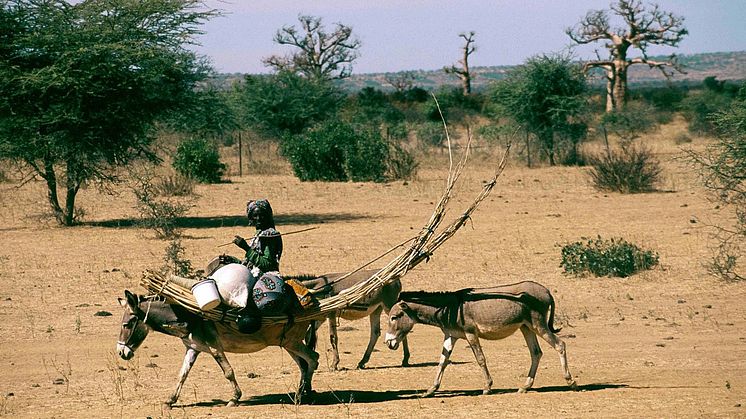 A Fulani woman with tent poles and part of her household on a donkey in central Mali. Photo: Viktor Černý