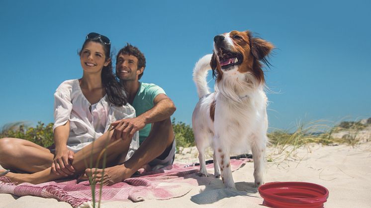 Tierischer Urlaub – sicher verreisen mit Hund & Co.