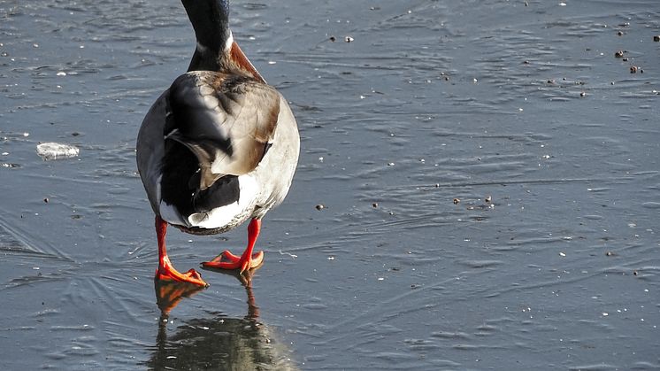 While the cold of winter is a threat to most wildlife, it can be endured. Image: Pixabay