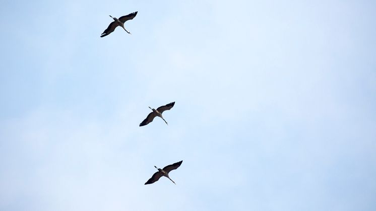Mit ihren legendären Trompetenrufen fliegen wieder tausende Kraniche zu ihren Rastplätzen in Brandenburg. Foto: TMB-Fotoarchiv/Steffen Lehmann. 