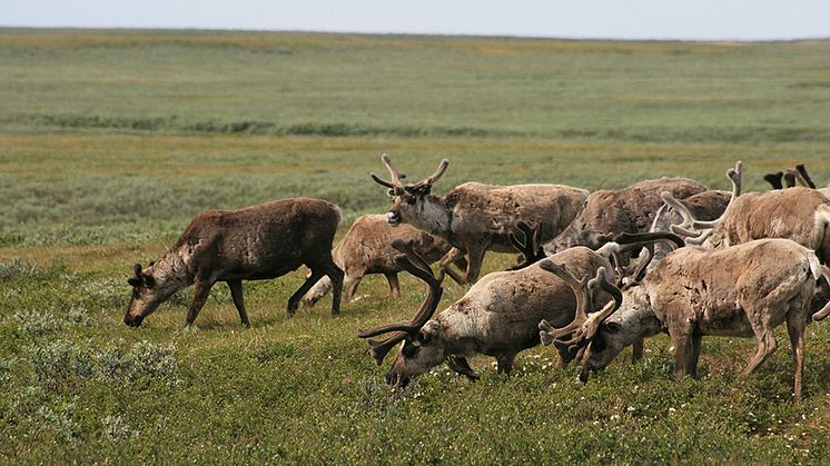 Renar som betar i terräng med lågväxande buskar. Foto: Hannes Skarin
