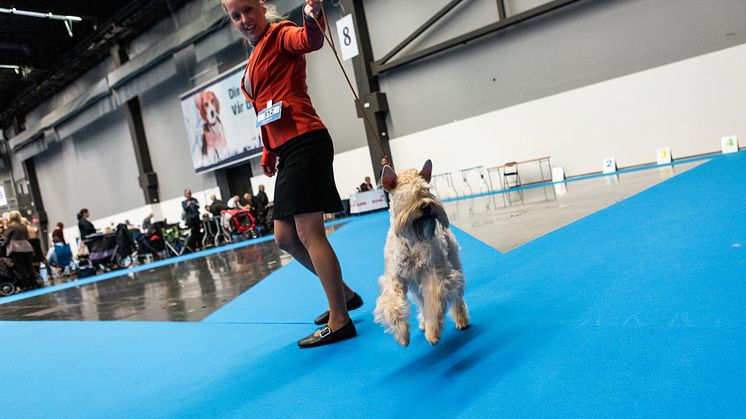 MyDOG 2019 - hundutställning