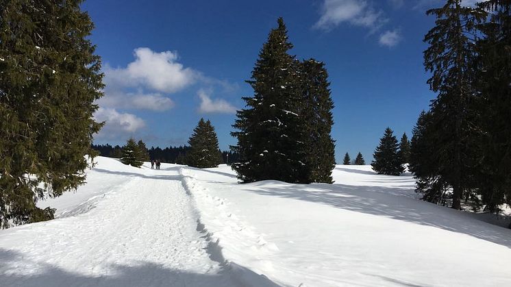 Wanderweg von Genoliere nach Vermeilley im Park Jura vaudois 