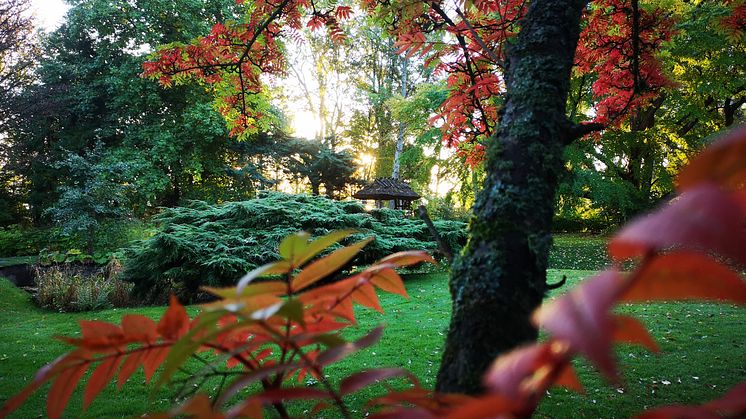 Japanska trädgården