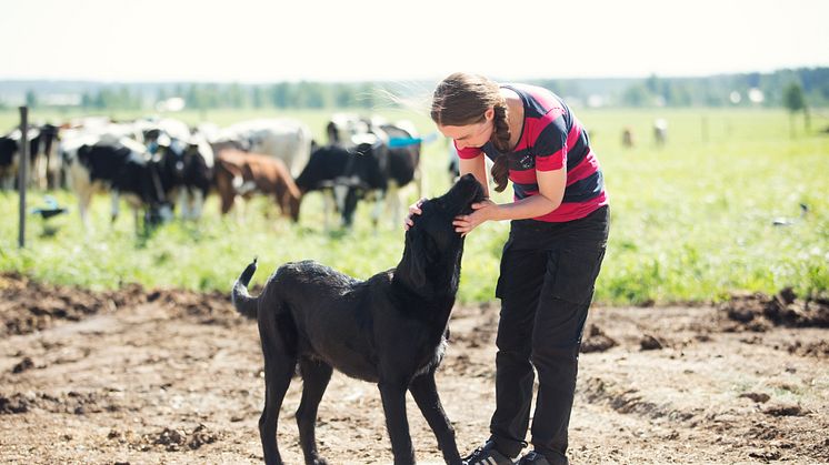 Tikan luomutilan lypsyvastaava Veera