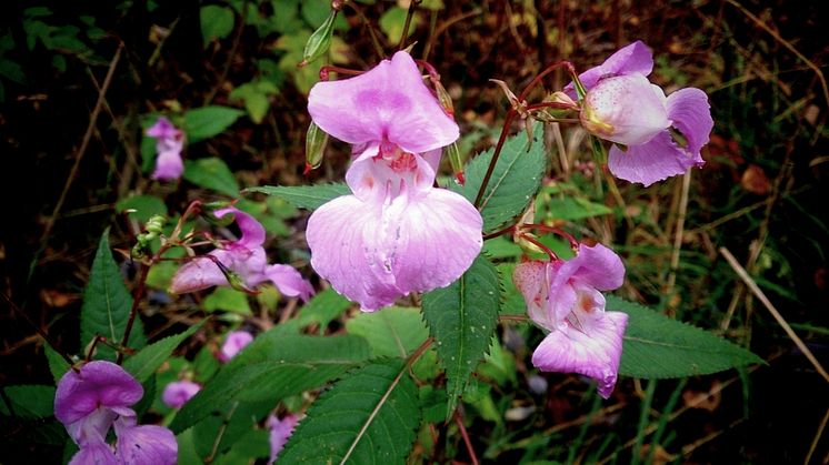 11726287-jattebalsamin-impatiens-glandulifera