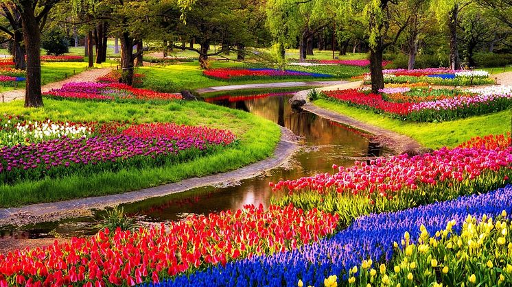 Möt våren i Holland - Blommornas land