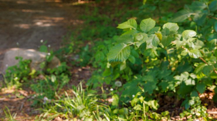 Dolmen_Pettersen-5