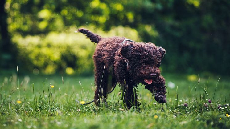 Experten varnar för vårens faror för hunden. 