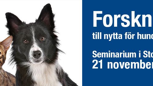 Forskning till nytta för hund & katt