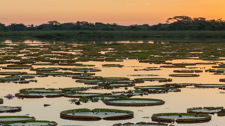  EXPERT COMMENT: Hydroelectric dams threaten Brazil's mysterious Pantanal - one of the world's great wetland
