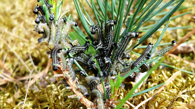 sawflies_rödtallstekel_Foto Michelle Nordkvist.png