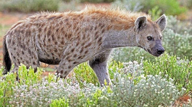 Fläckig hyena. Hyenor lämnade Afrika samtidigt som människan men hyenorna minskade i antal i områden där det fanns människor. Foto Charles J Sharp, CC-Y 4.0.