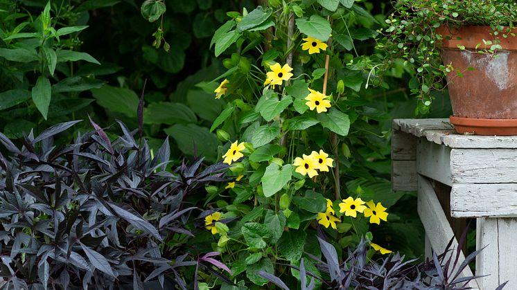 1Årets Sommarblomma 2023 Thunbergia alata Svartöga gul foto annikasnaturligating