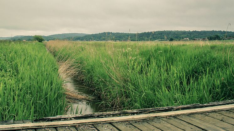 Foto: Kungsbacka kommun