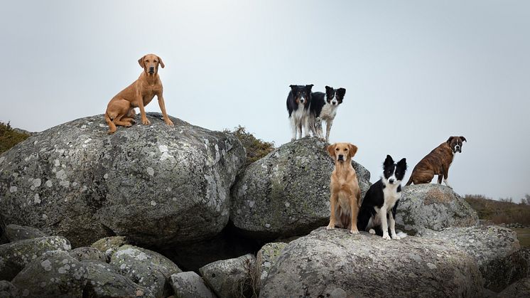 Har din hund artros eller dålig munhygien?   Ansök till AktivSveas stora test