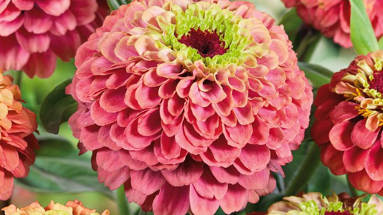 Zinnia 'Queeny Lime Red'_638623387199558960-ZS.jpg